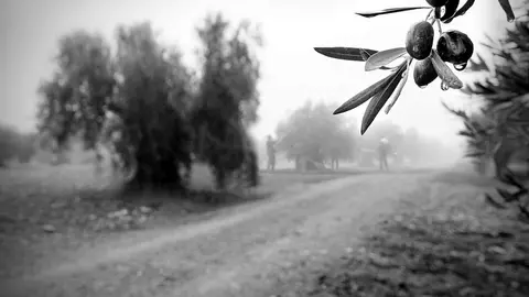 Concurso fotograf&iacute;a DOP Priego de C&oacute;rdoba