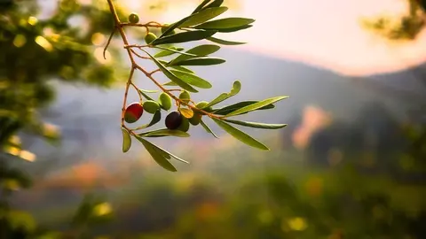 5 ventajas de apadrinar un olivo que no sab&iacute;as
