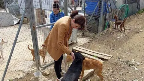 Refugio perros abandonados Priego