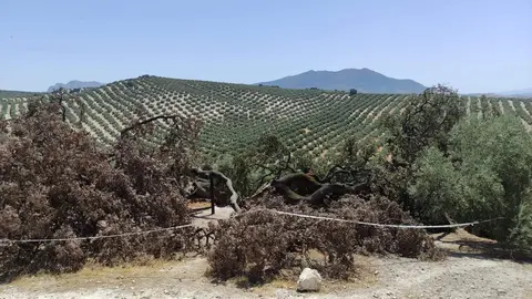 La "encina milenaria" tras caer la mitad del &aacute;rbol que quedaba en pie. Foto: Juan Granados