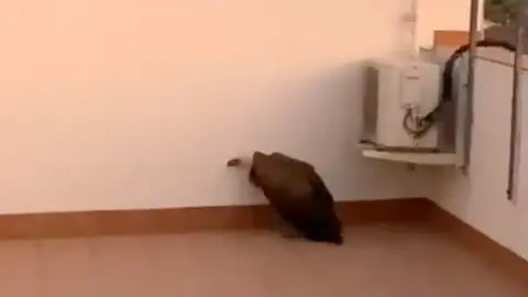 Buitre leonado do&ntilde;a menc&iacute;a