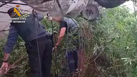  Una imagen de la plantaci&oacute;n desmantelada por la Guardia Civil 