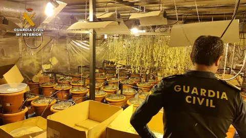  Una imagen de la plantaci&oacute;n desmantelada en Lucena 