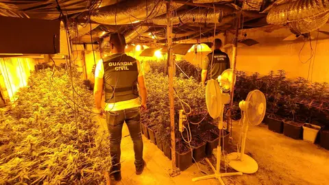 Plantaci&oacute;n de marihuana desmantelada en Lucena