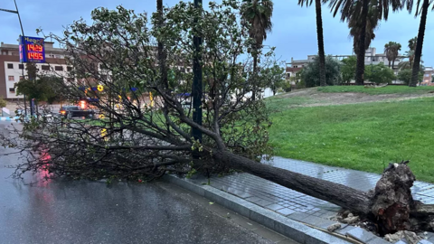 Ca&iacute;da de un &aacute;rbol Lucena