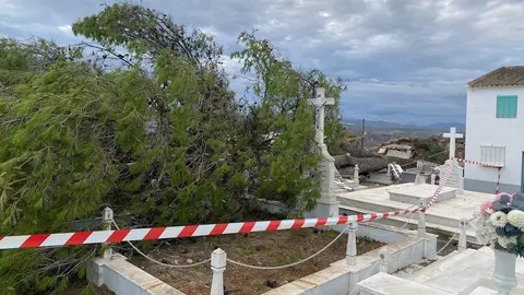 El &aacute;rbol derrib&oacute; el muro e impact&oacute; contra algunas tumbas (Imagen: Polic&iacute;a Local de Benamej&iacute;)