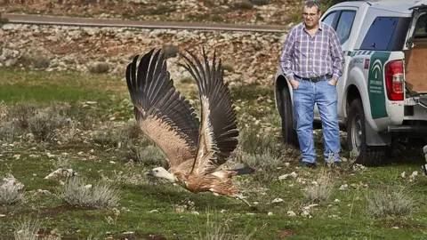 buitre liberado en el Parque Natural de las Sierras Subbéticas