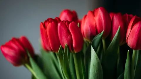 Tulipanes. Foto: Pexels. Valeria Boltneva