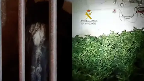 plantaci&oacute;n marihuana caballo priego