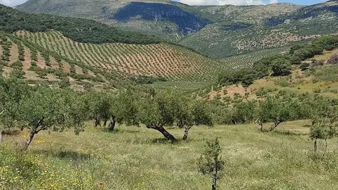 Finca Valle del Conde, en Luque, galardonada en este certamen