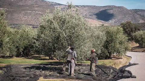 Recogida de la aceituna