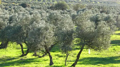 olivar. olivos