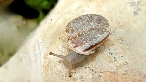 Iberus Rutensis
