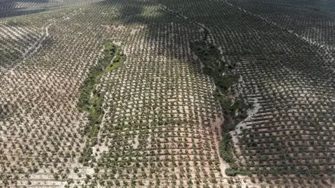 Carcavas en un olivar