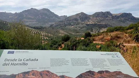 Olivares afectados. A la derecha, Sierra Gallinera. Imagen: Ecologistas en Acci&oacute;n.