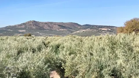 Ruta biodiversidad del olivar en Zuheros3