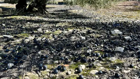 Cosecha de la aceituna afectada por las &uacute;ltimas borrascas.