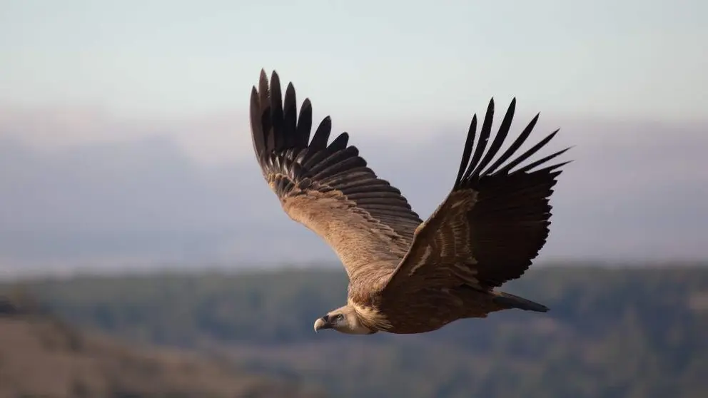 Buitre Leonado. Imagen: Francisco Javier Gil. (Shutterstock).