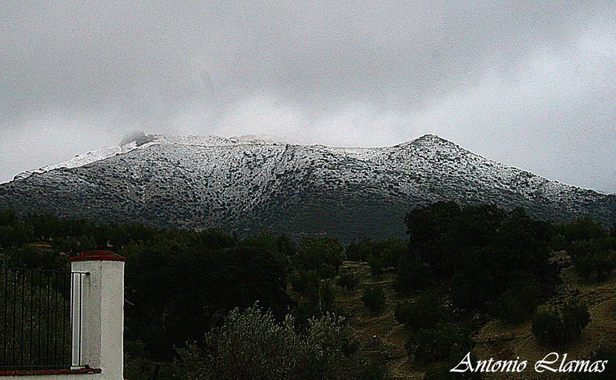 tiñosa nevada