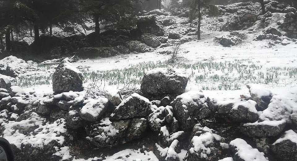nieve cabra 4