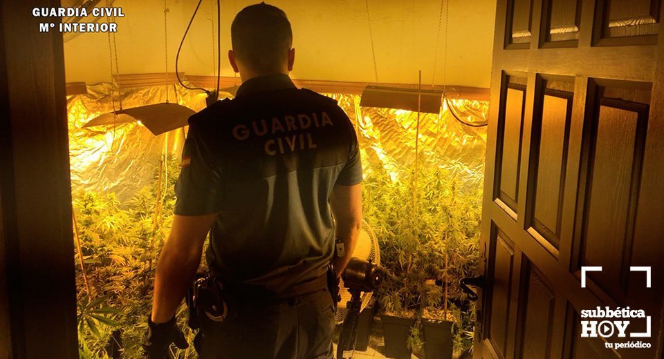 marihuana rute