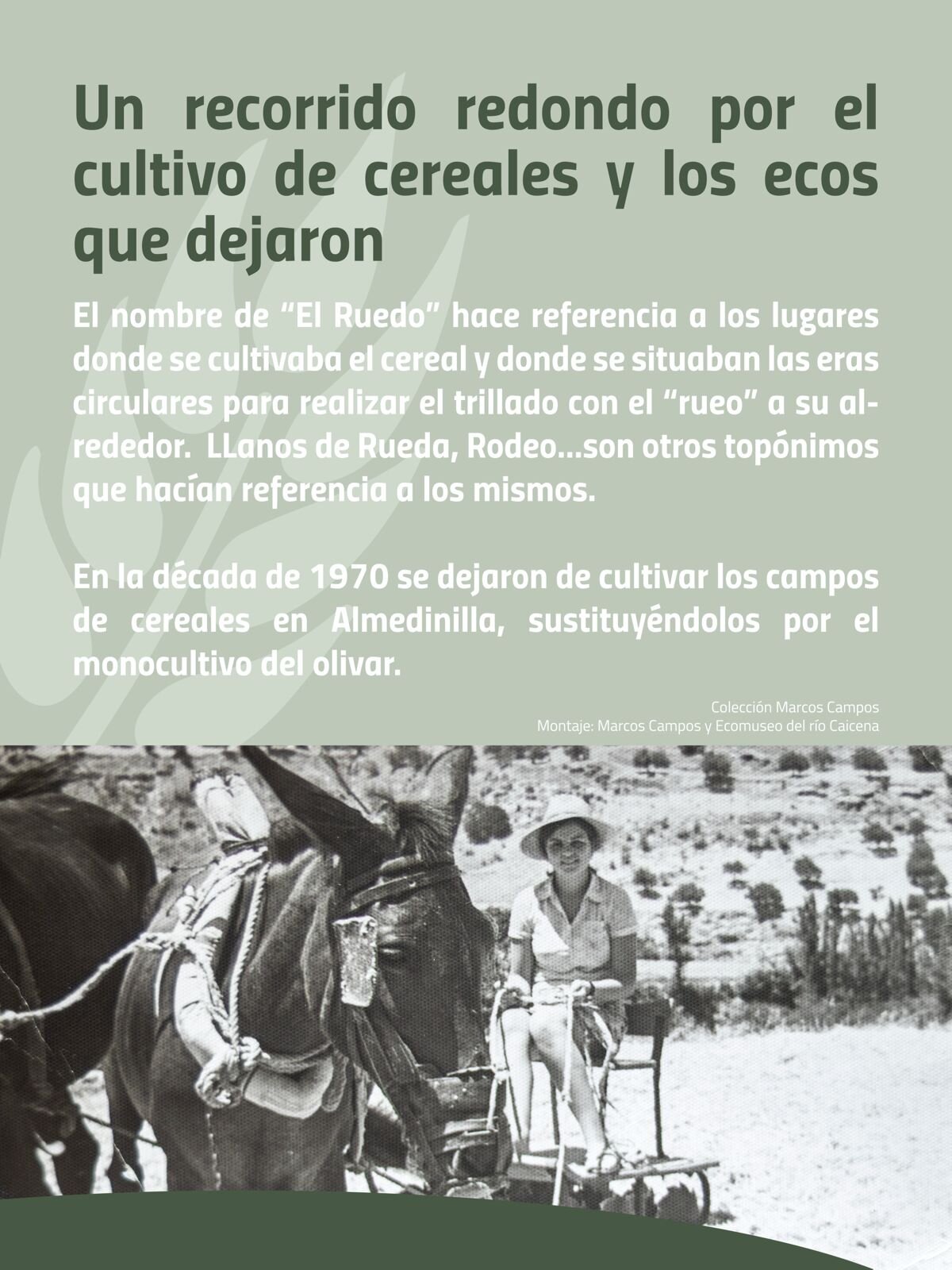 Una mujer desarrolla labores agrícolas trillando en una era