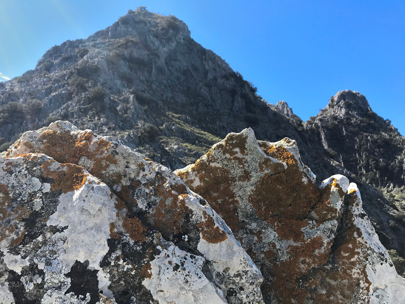 Detalle del liquen Xanthoria parietina cerca de la cumbre del Pico Bermejo (Foto: Julián García)