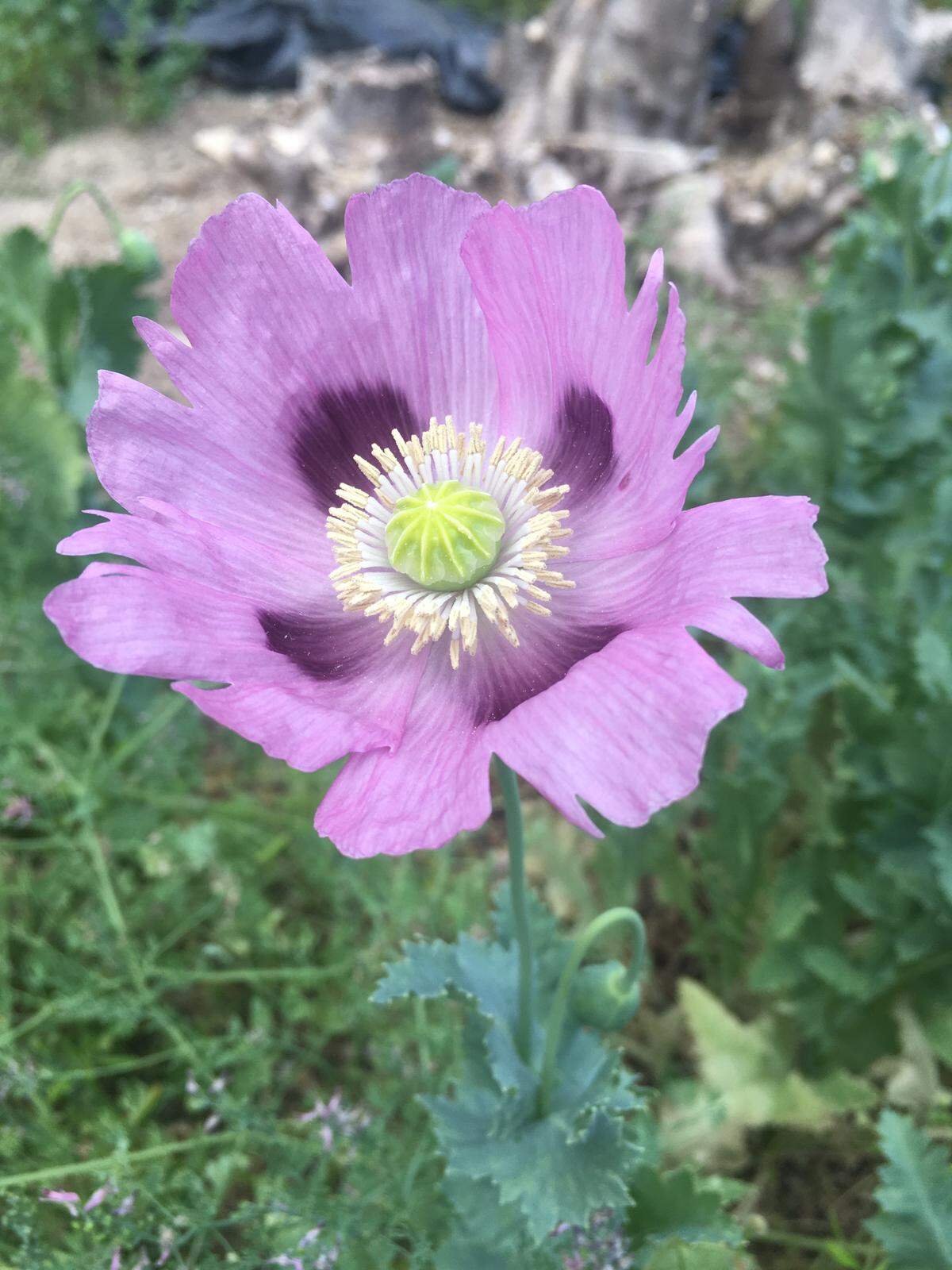 ADORMIDERA