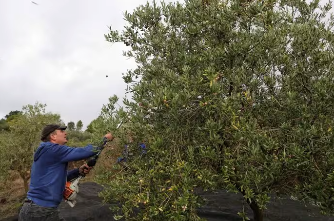 Recogida de la aceituna, en la provincia de Córdoba.