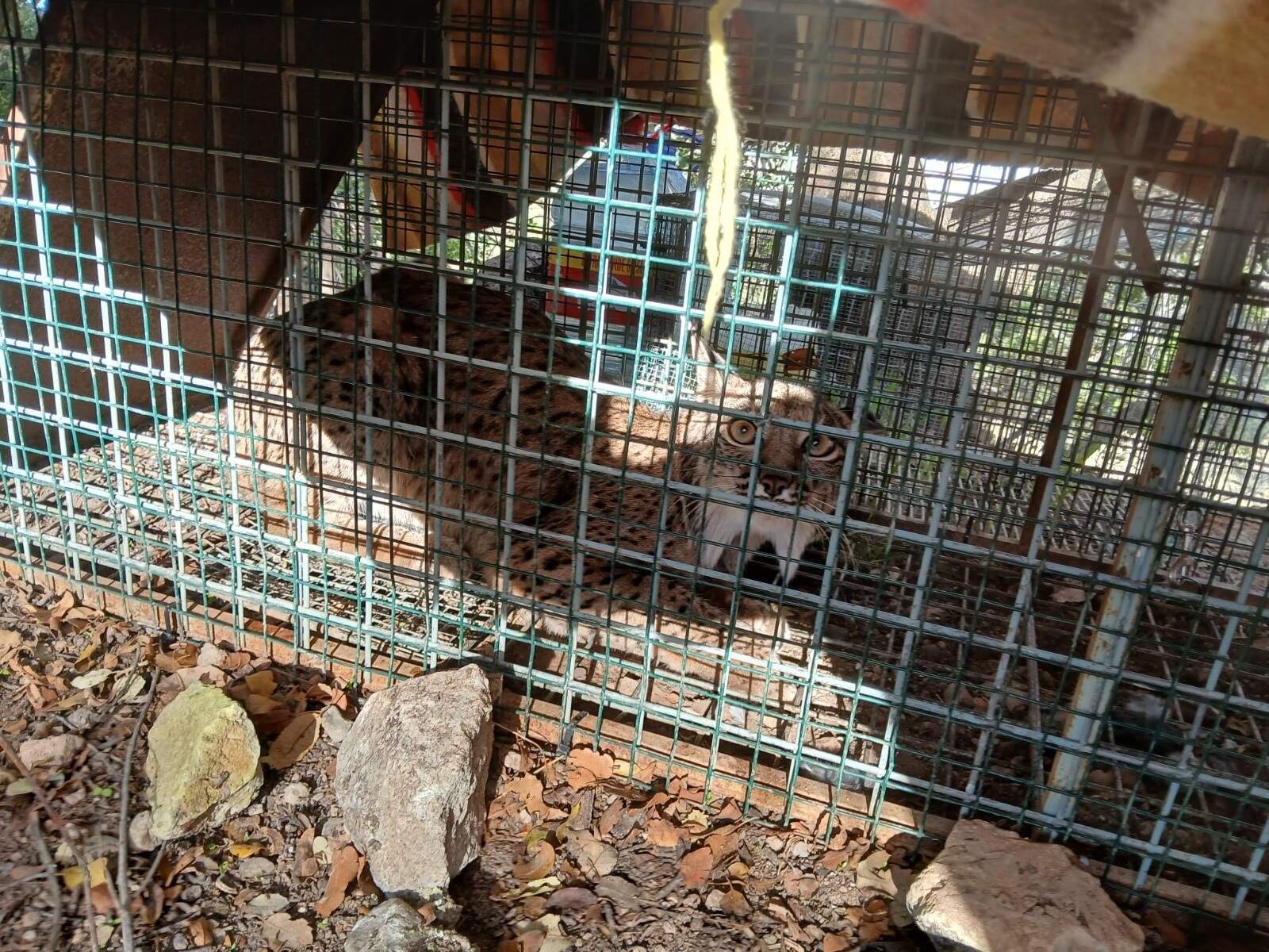Ejemplar de lince ibérico encontrado en Cabra.