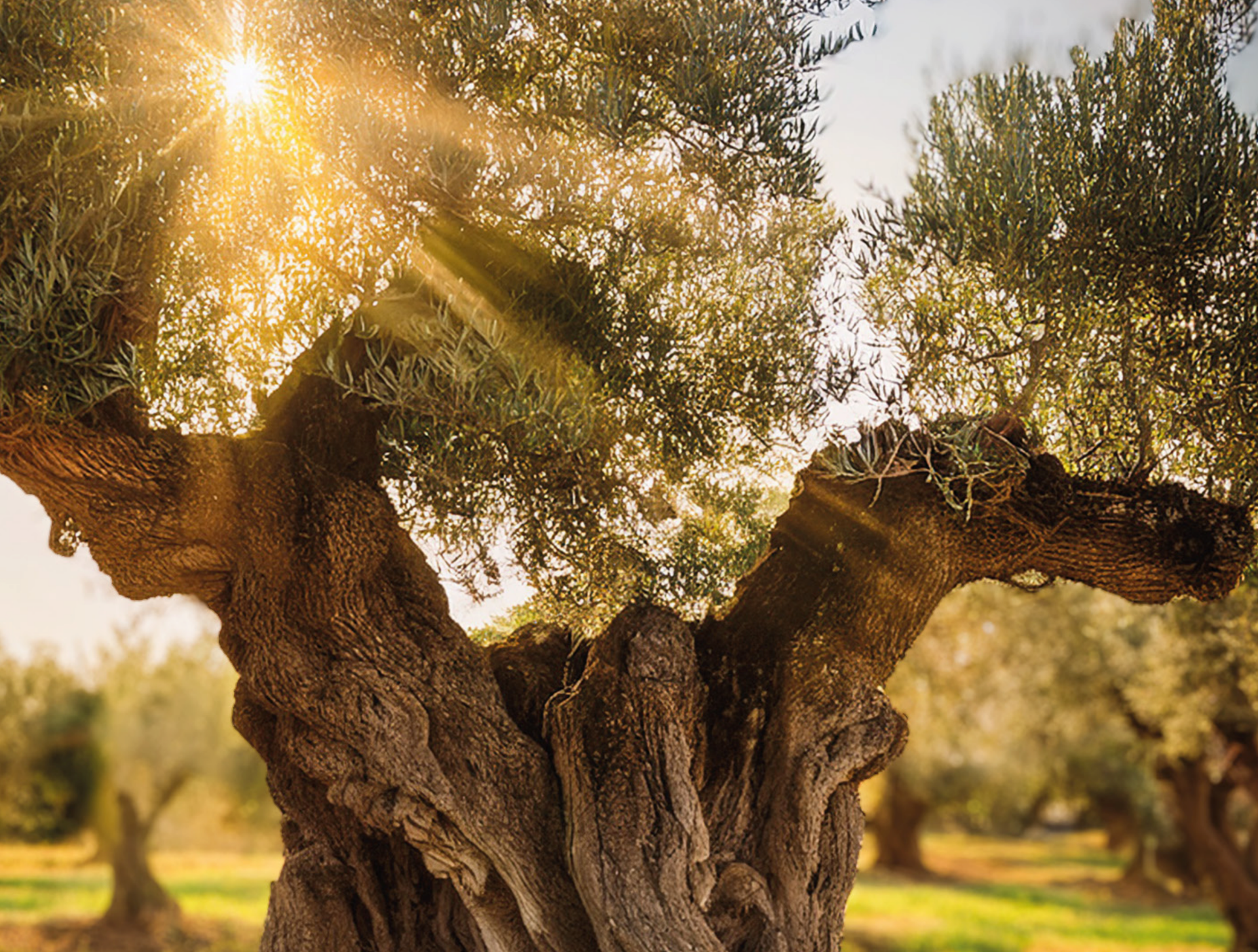 Olivo de variedad Picudo en la Subbética. (Imagen: DOP Priego de Córdoba).