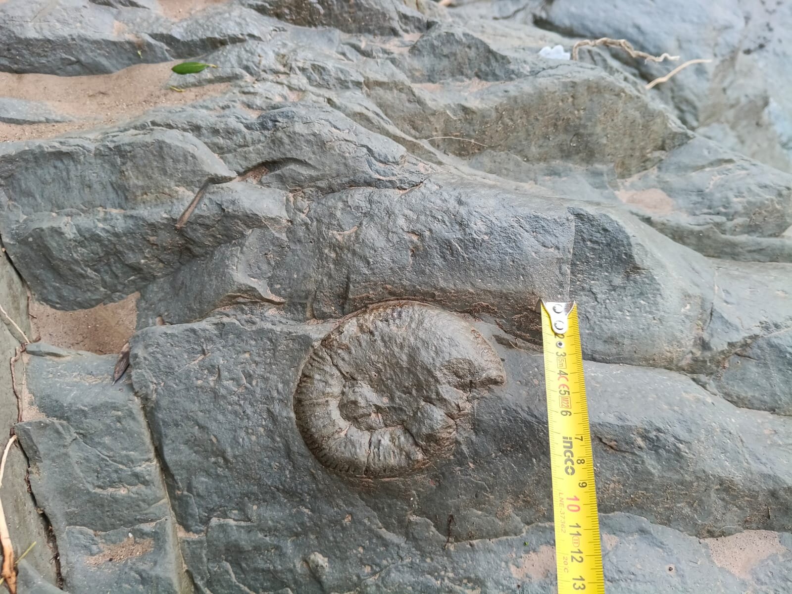 Ammonites en el Salto del Caballo de Almedinilla (fotografía Rubén Jurado) 2