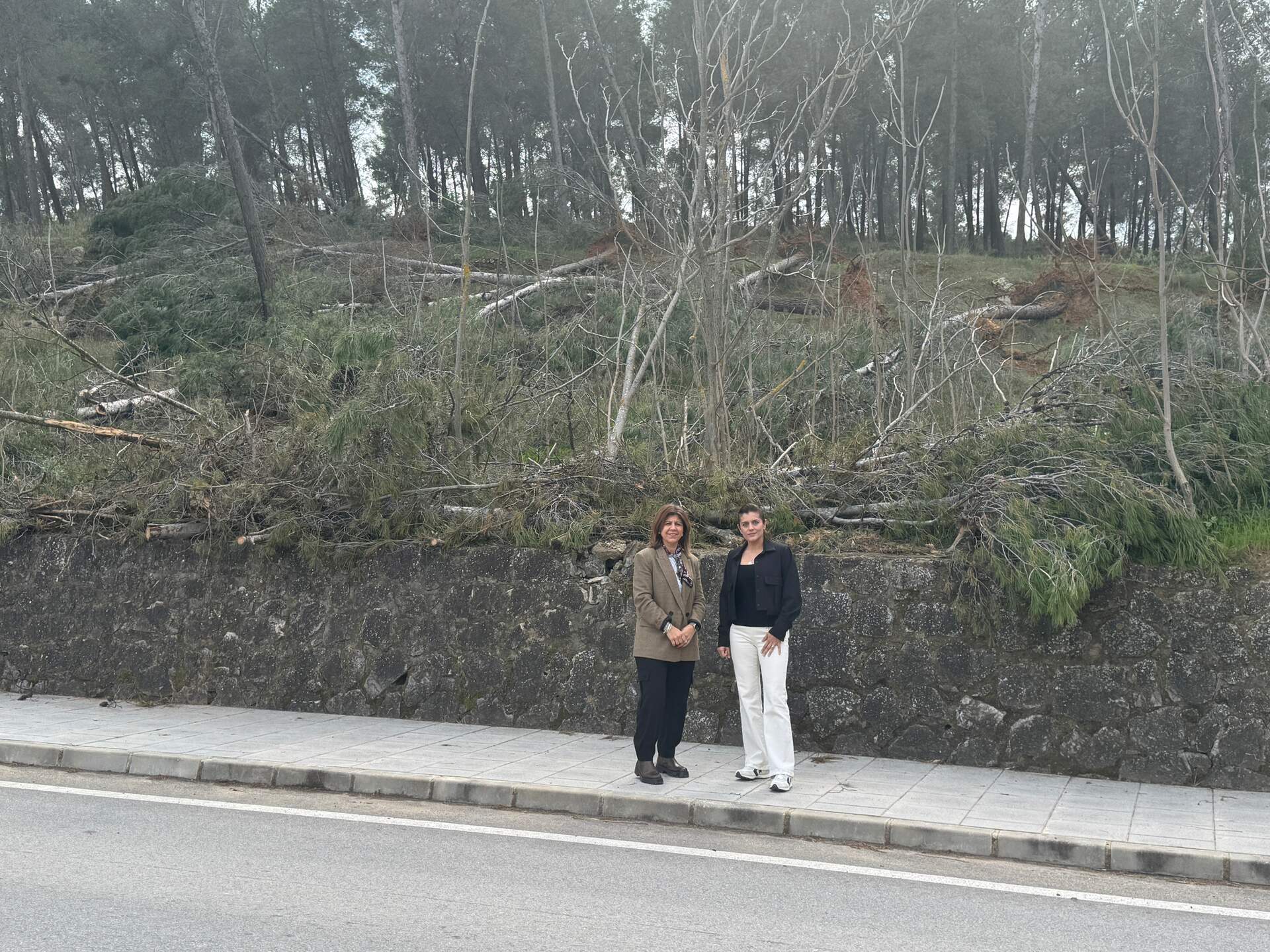 Pinar N331A en Benamejí (1)
