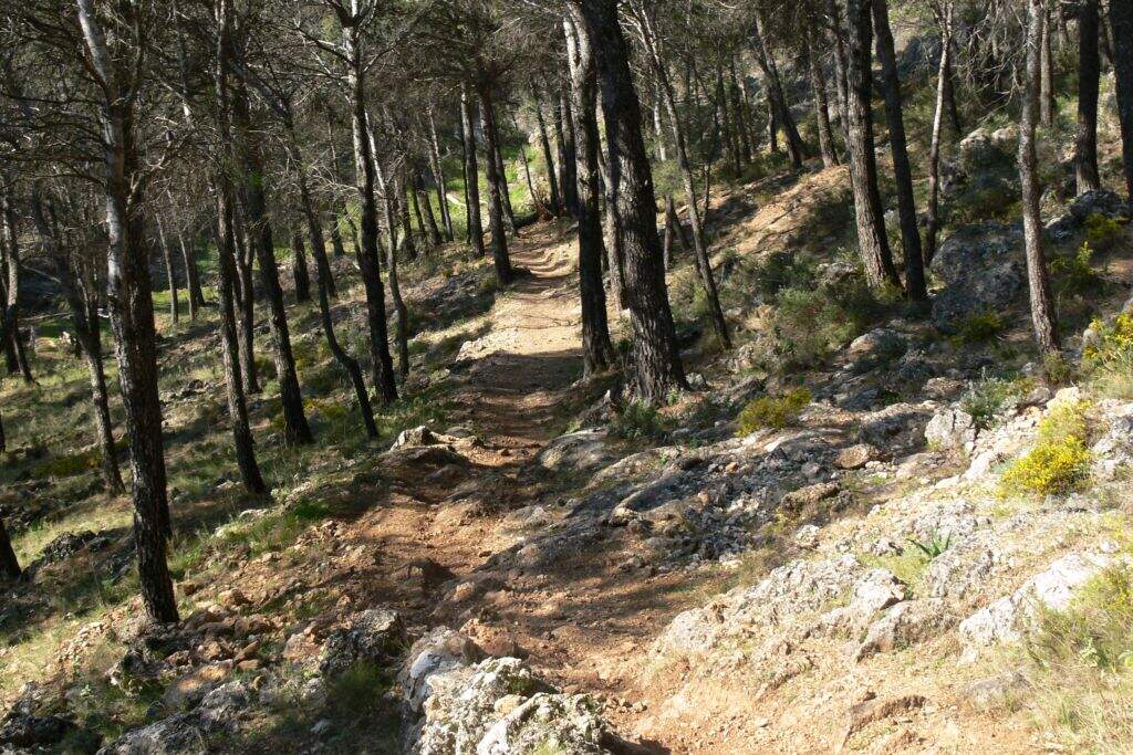 Pinar de Rute. (Imagen: Junta de Andalucía).