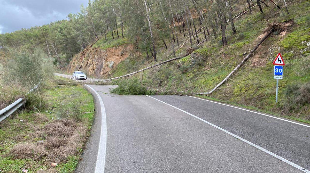 miles de pinos ponen en riesgo Benamejí y El Tejar