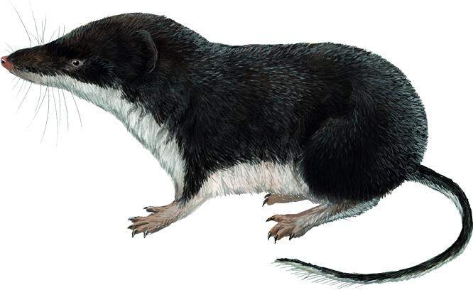 011_Neomys_anomalus copia